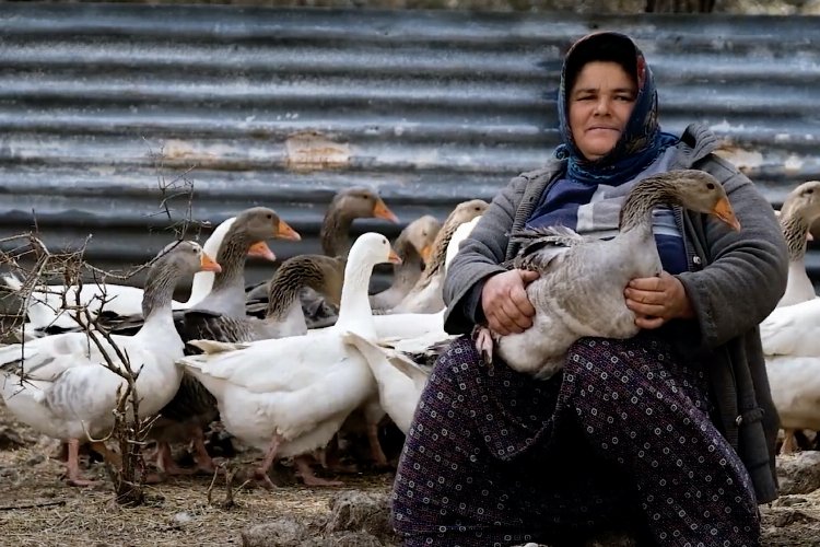 Mersin'in kazları tüketicilerle buluşacak