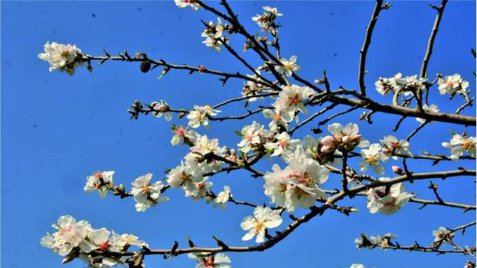 Mersinde badem ağaçları erken çiçek açtı