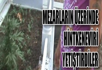 MEZARLARIN ÜZERİNDE HİNT KENEVİRİ YETİŞTİRDİLER