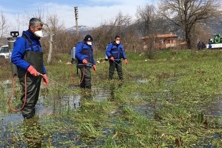 Muğla'da vektörle mücadeleye devam