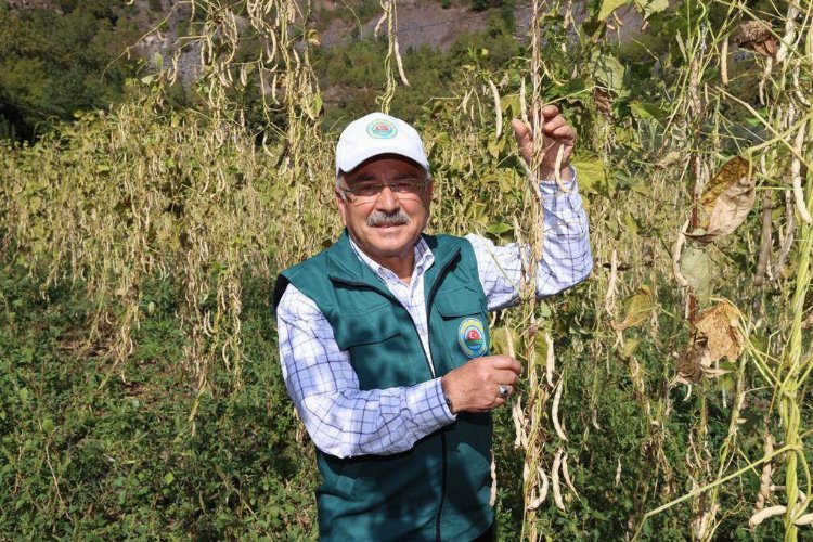 Ordu'da fasulye hasadı başladı