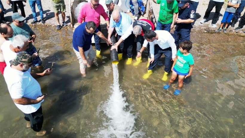 Sapanca Gölüne 100 Bin Sazan Salındı