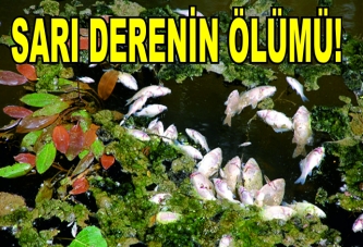 Sarı Dere Ölüyor mu?