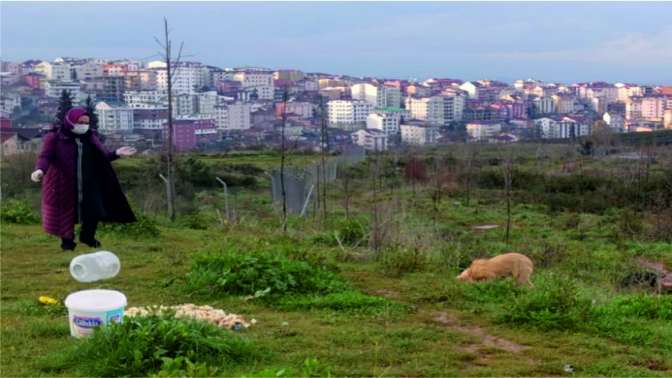 Sokak hayvanlarını beslemek için her gün kilometreler kat ediyor