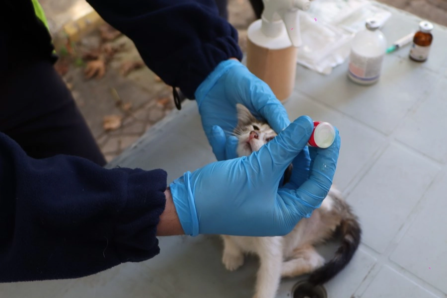 İstanbul'da hayvanlara yerinde tedavi