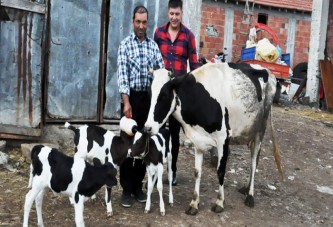 Suni tohumlama yapılan inek üçüz doğurdu