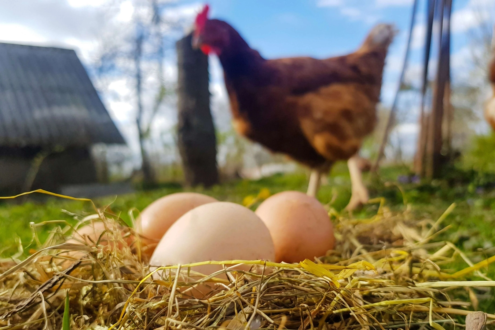 Tavuk eti 247 bin tonu aştı! Yumurtada düşüş yaşandı