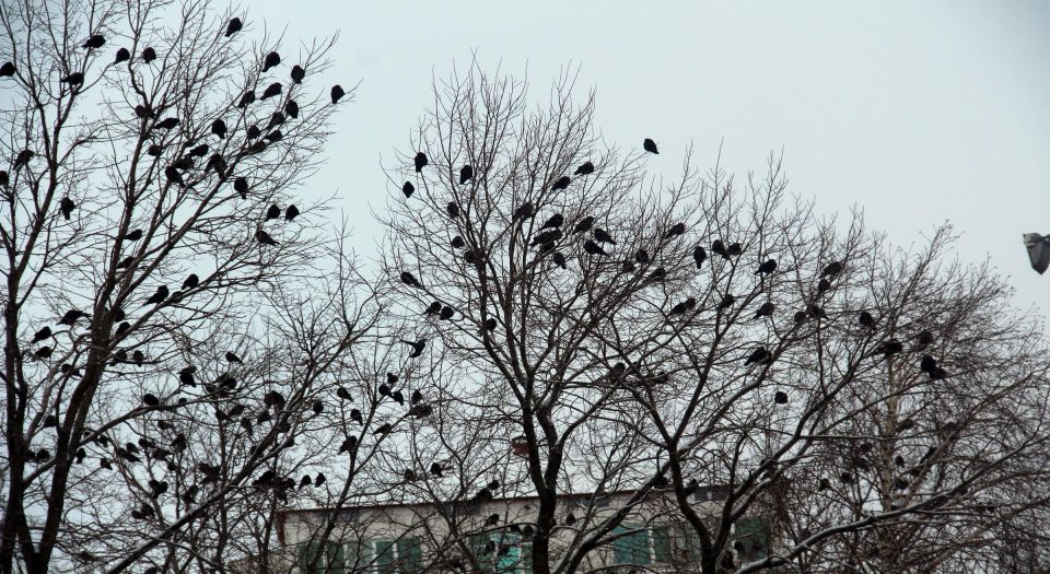 Ardahan'da kargalar çoğaldı!