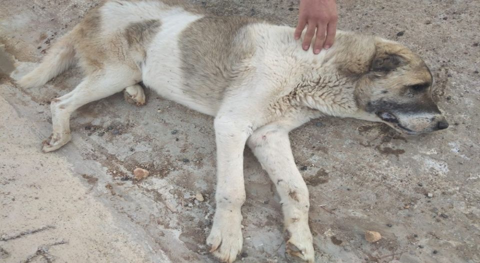 Siirt Belediyesi, aracın çarptığı köpek için seferber oldu