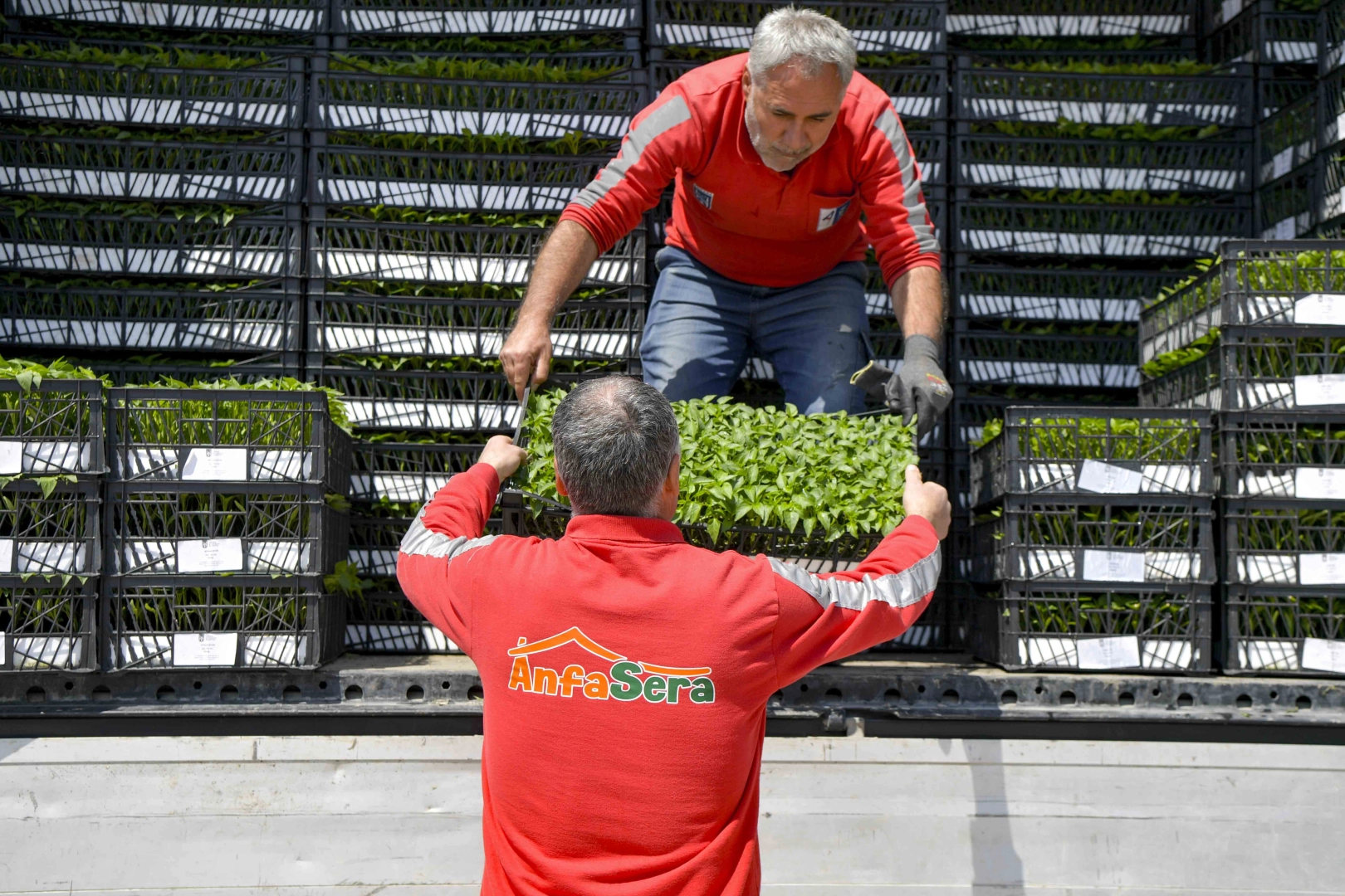 Ankara Büyükşehir’den çiftçilere 624 bin fide desteği