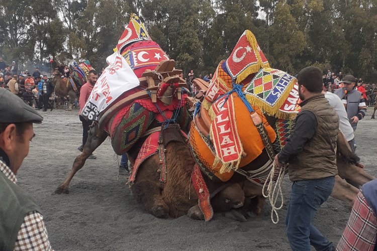 Aydın Didim'de deve güreşlerine yoğun ilgi