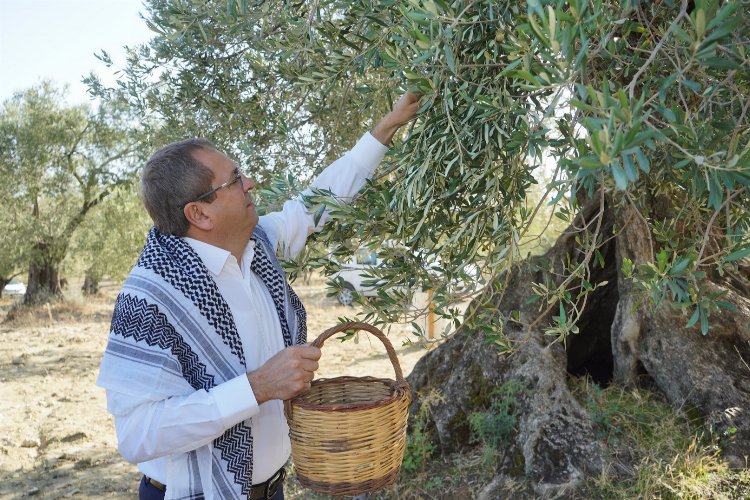 Ayvalık'tan 'Dünya Zeytin Ağacı Günü' mesajı