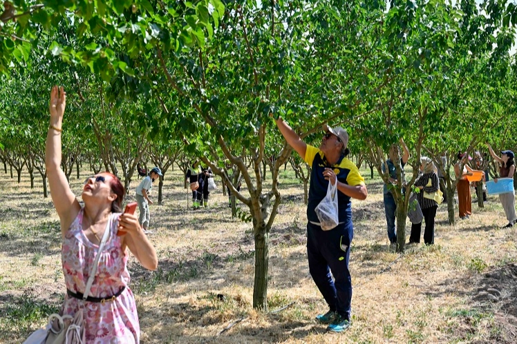 Başkentliler Ata Çiftliği'nde hasat yaptı