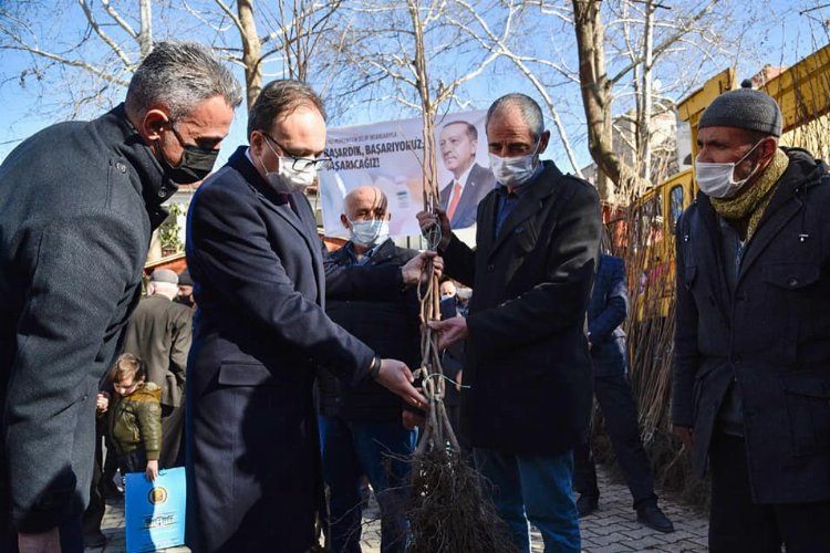 Bilecik’te bin cennet hurması fidanı toprakla buluşacak