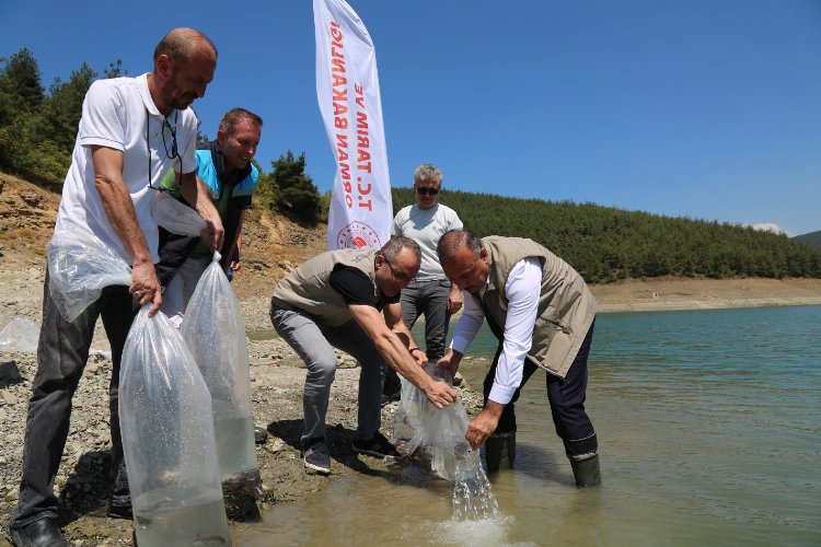 Bursa'da 5 bin yayın balığı Demirtaş'a bırakıldı