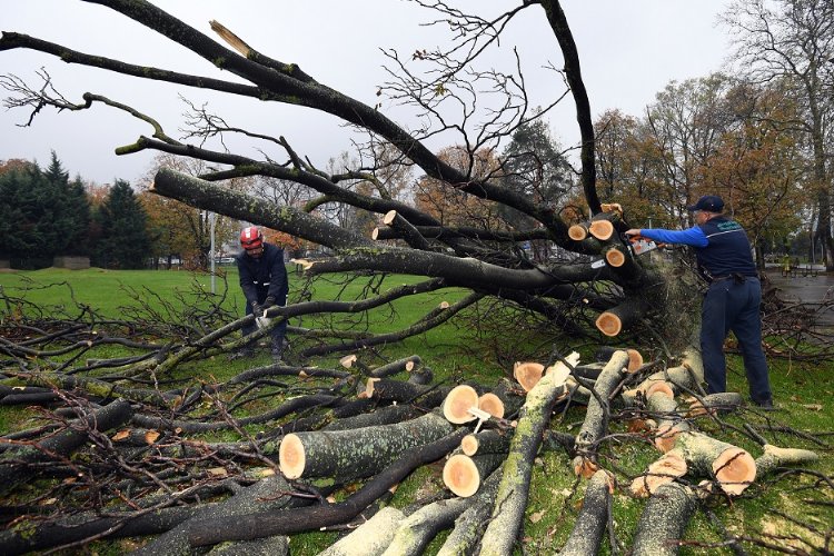 Bursa'da devrilen 350 ağaç kaldırılıyor