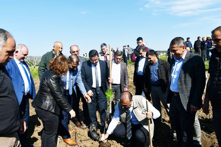 Bursa'da incir üretimini artıracak fidanlar Mudanya'ya dikildi