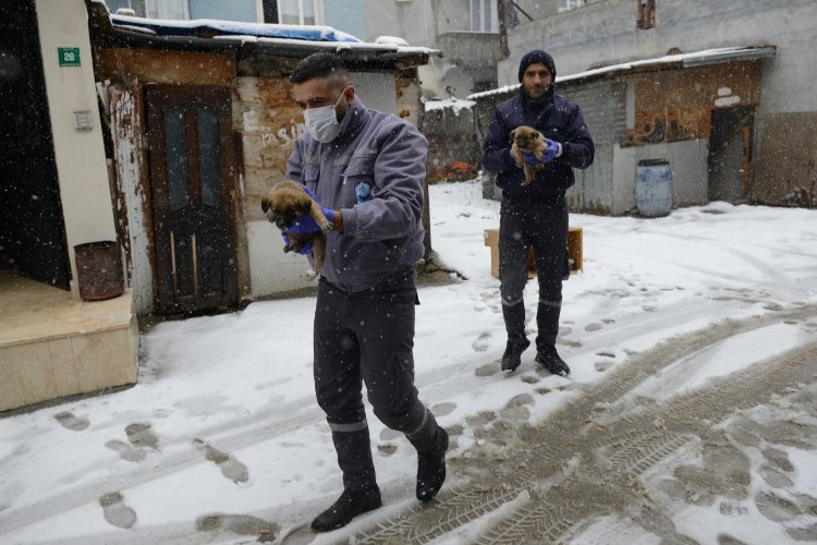 Bursa'da Yıldırım Belediyesi üç yavru köpeğe sıcak yuva oldu