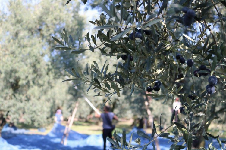 Bursa'dan ölümsüz zeytin ağacına bir tepki de 'İnisiyatif'ten