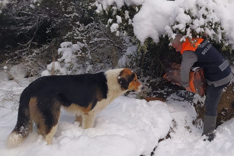 Bursa Gemlik'te can dostlara mama takviyesi