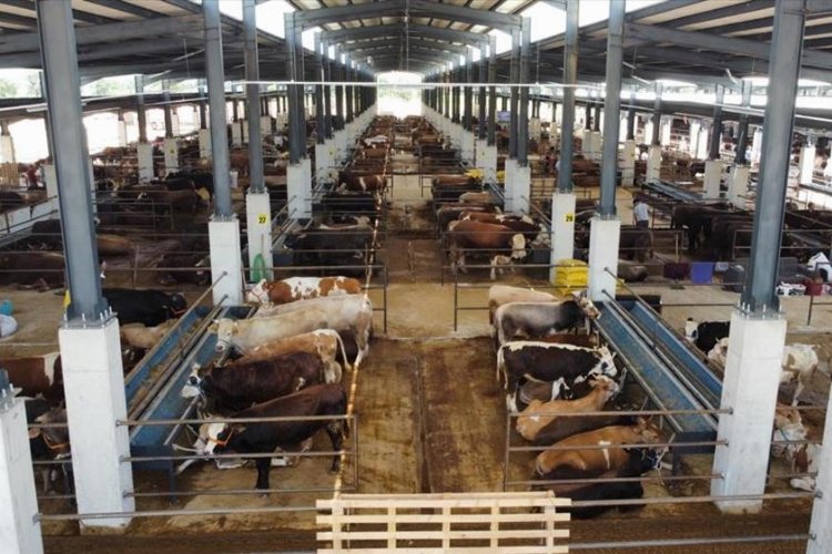 Bursa İnegöl Hayvan Pazarı'nda kurban hazırlıkları başladı 