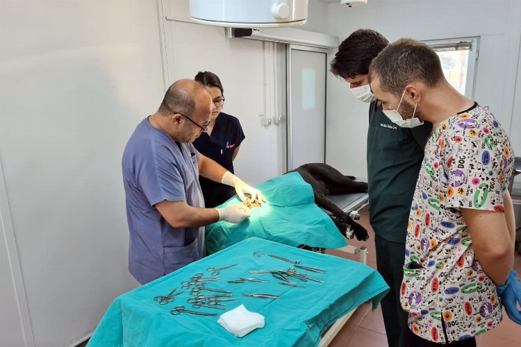 Bursa Osmangazi'de 7 bin 87 can dost şifa buldu