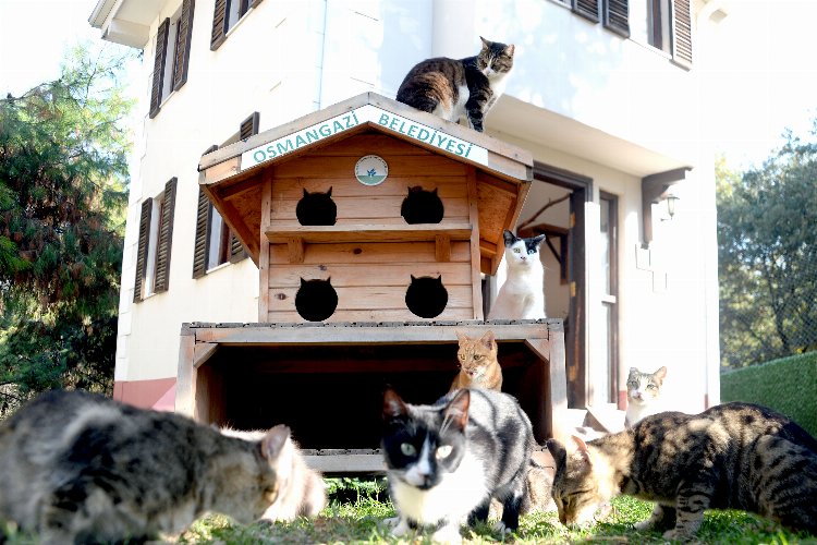 Bursa Osmangazi'de engelli can dostları koruma altında 