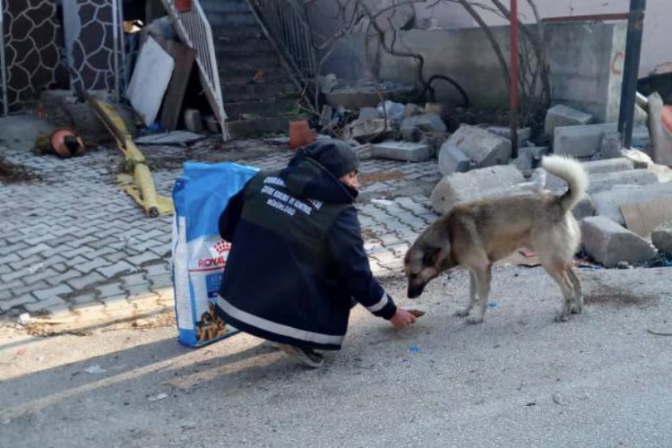 Bursa Osmangazi'den afet bölgesindeki can dostları unutmadı