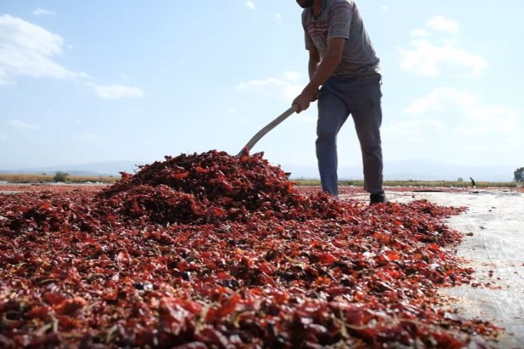 Bursa Ovaazatlı'nın toz biberi dünya mutfaklarında