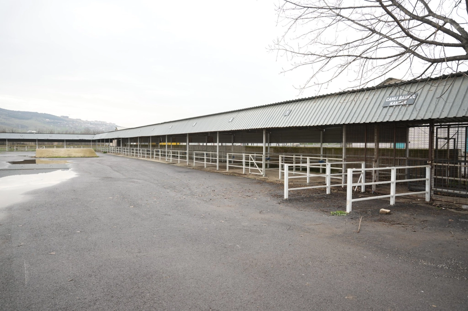 Bursa Yenişehir'de canlı hayvan pazarı yeniden açıldı