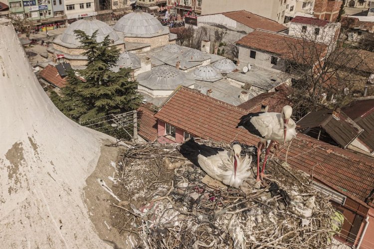 Bursa Yenişehir'de “Şungar Çifti” geleneği bozulmadı