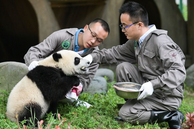 Chengdu- İstanbul uçuşları yeniden başlıyor