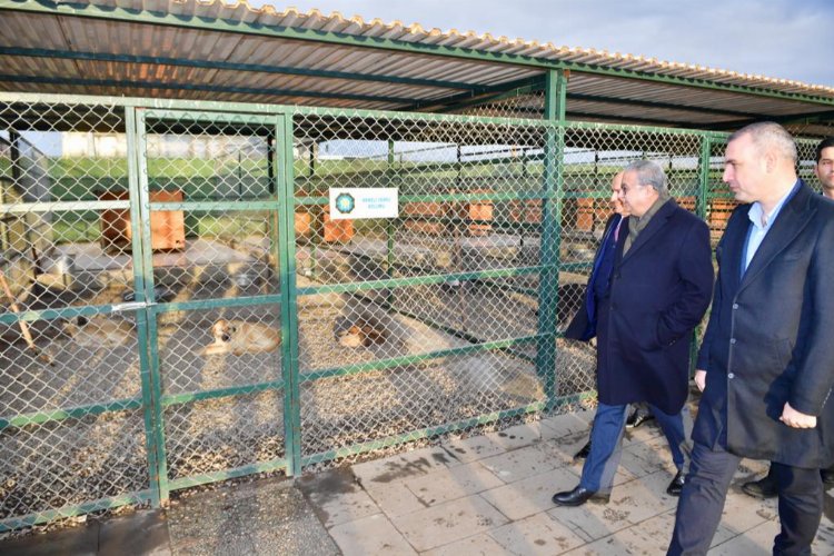 Diyarbakır'da hayvan bakımevine yakın takip