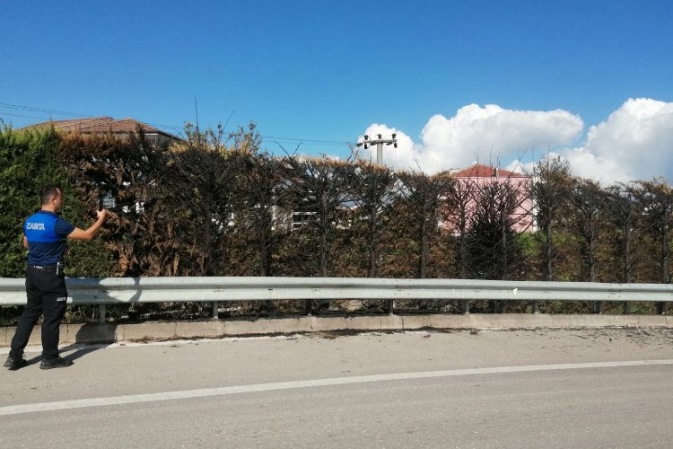 Düzce’de Kervan Kavşağı'nda ağaçları yaktılar