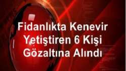 Fidanlıkta kenevir yetiştiren 6 kişi gözaltına alındı