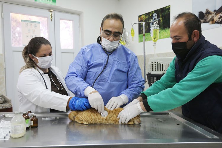 Gaziantep'te 150 hayvan yuvaya kavuştu