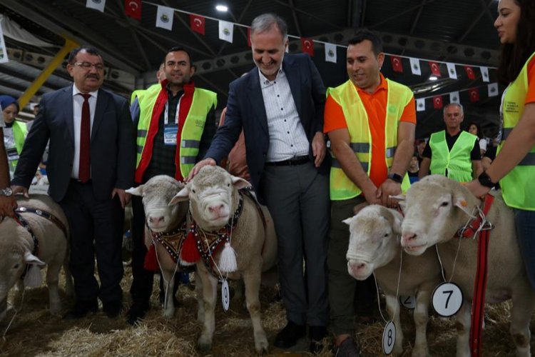 İnegöl'de Koç ve Süs Tavukları podyumda