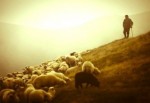 İşsiz gençler için çobanlık kursu