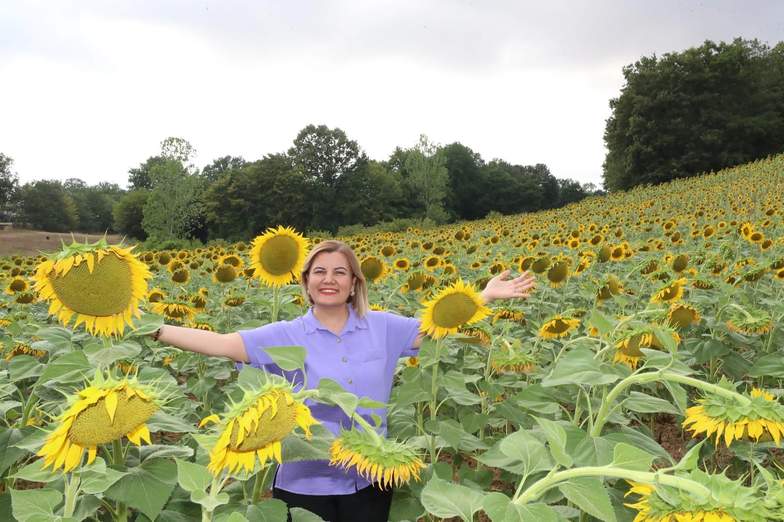 İzmit ayçiçek tarlalarından yağ üretecek