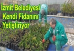 İzmit Belediyesi kendi Fidanını Yetiştiriyor