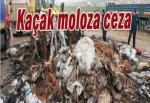 Kaçak moloza ceza