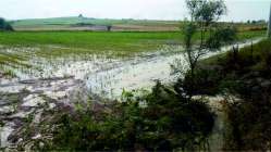 Kandıra'da sağanak tarım arazilerini su altında bıraktı