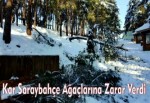 Kar Anıt Ağaçlara zarar verdi