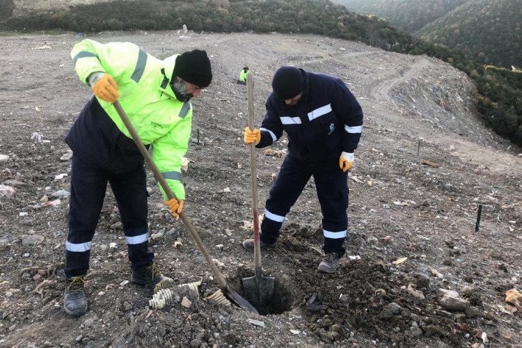 Karamürsel'e bin ağaç fidanı toprakla buluşacak