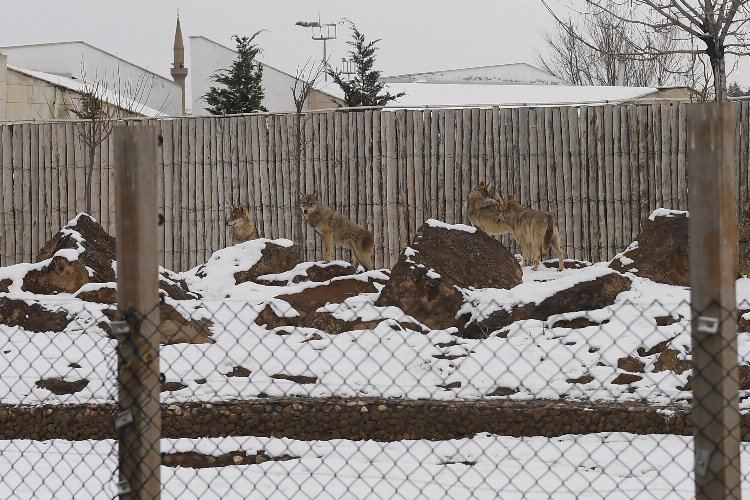 Kayseri Büyükşehir'in Hayvanat Bahçesi sakinleri karın keyfini çıkarıyor 