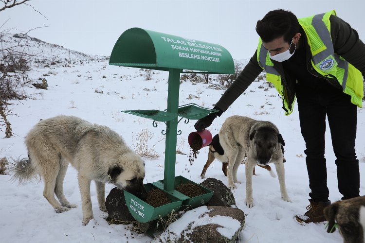 Kayseri Talas'ta can dostlara şefkat eli 