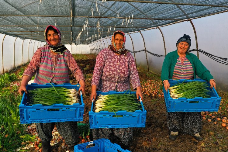 Kocaeli'de yüzde 50 hibeli modern sera desteği