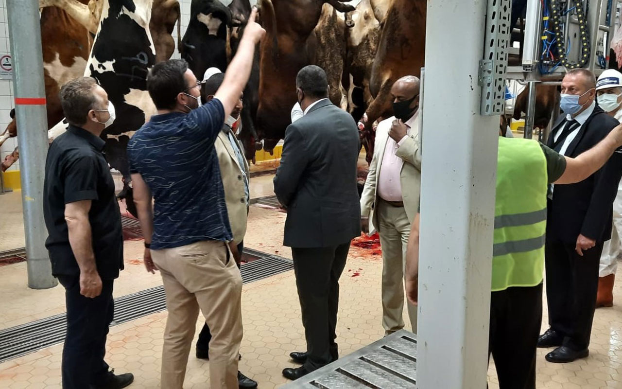 Kocaeli’deki mezbahaya Sudan’dan teknik ziyaret