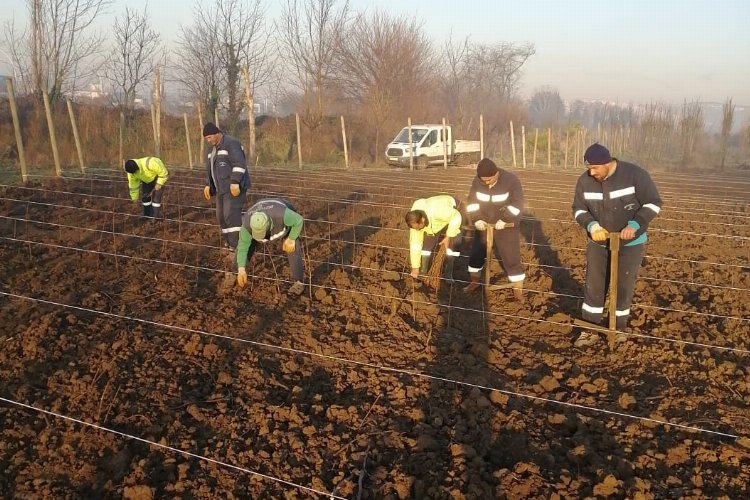 Kocaeli'nde 10 bin çuha fide toprakla buluştu 
