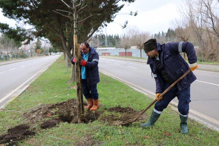 Kocaeli'nde ağaçlandırma Gölcük İpek Yolunda devam ediyor